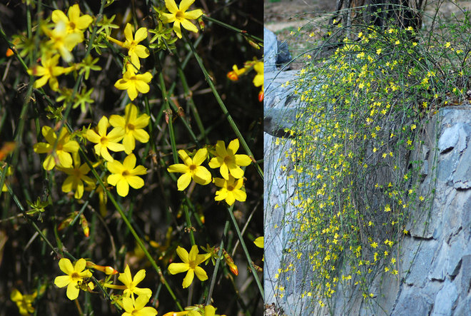 Giardino Winter jasmine (Jasminum nudiflorum)