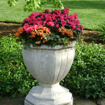 Spring Flowers
