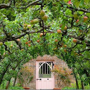 Fruit Tree Pruning