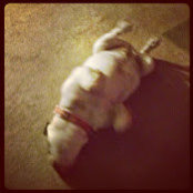 Bobby Sarantakis's photo