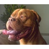 Foto von Shakespeare Maya