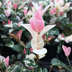 Snow-N-Summer&trade; Asiatic Jasmine - Products