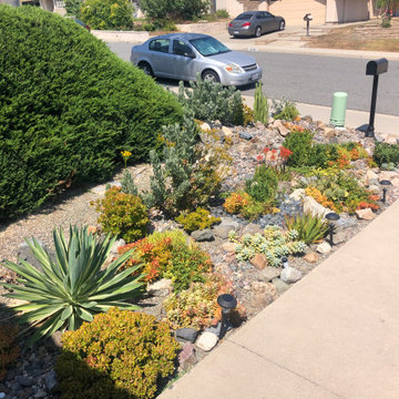 Succulents, always happy, shapely and colorful.