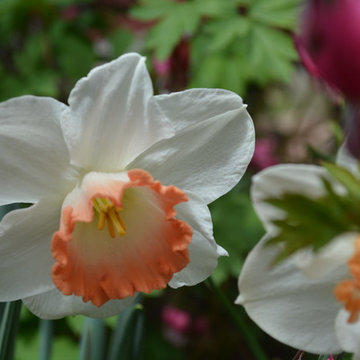 Spring Flowering Bulbs and Container Plantings