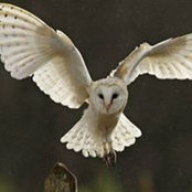 Catherine Le Marchand's photo