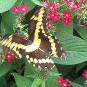 Barbara Grecos billede