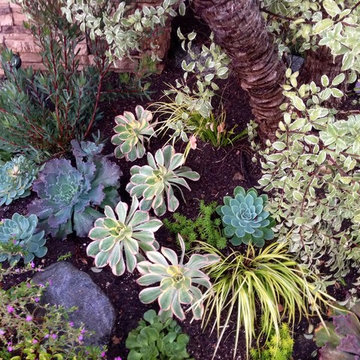 Moonray Succulent Garden