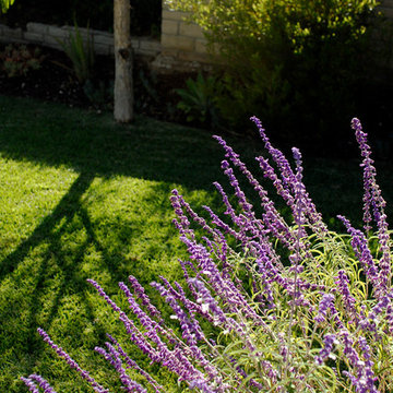 Drought Tolerant Landscape in Eagle Rock, CA