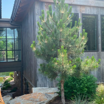 Montana Modern
