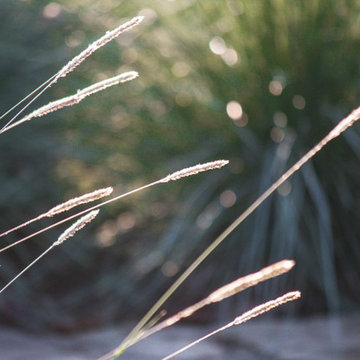 Sunlit