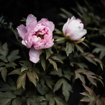 Perennials, shrubs and other ideas