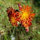 betty_mcgregor_ferguson