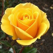 Cornetha Williams's photo