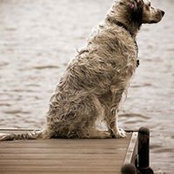Tony Catania's photo