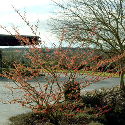 Diane Witch Hazel - Plants