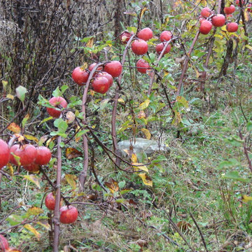 Permaculture/Farms