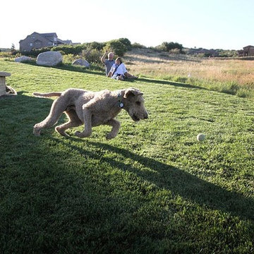 A dog plays on self-repairing Rhizomatous Tall Fescue.