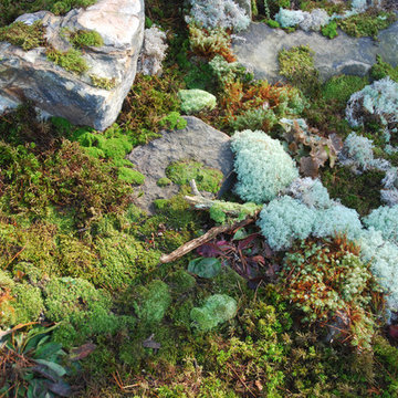Enhancing Driveway with Moss
