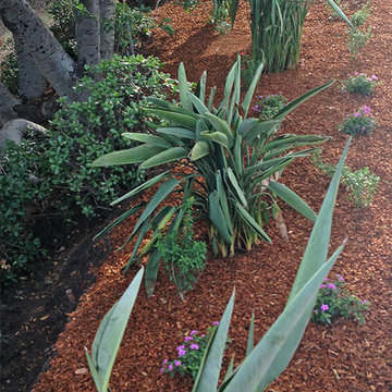Drought Tolerant Landscape--Plants & Mulch