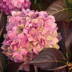 Let's Dance&reg; Moonlight Bigleaf Hydrangea - Plants