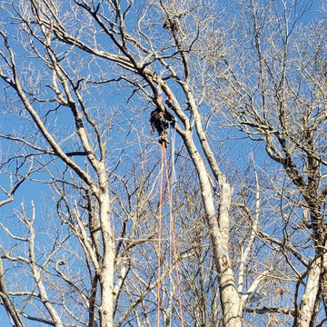 Tree Removal Higganum CT