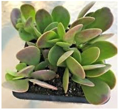 Echeveria Green Star, Echeveria 'Green Star' in GardenTags plant  encyclopedia