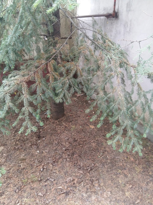 Dying yews, second year ( +fir trees