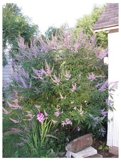 Vitex