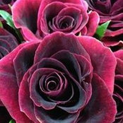 Connie Goorey's photo