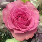Donna Heckman Arnone's photo