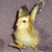 Candise Robs foto