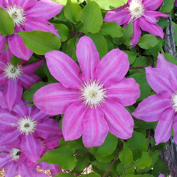 Garden Design - Traditional Plantings