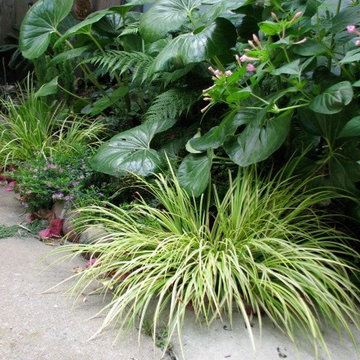 Surf bungalow jungle design