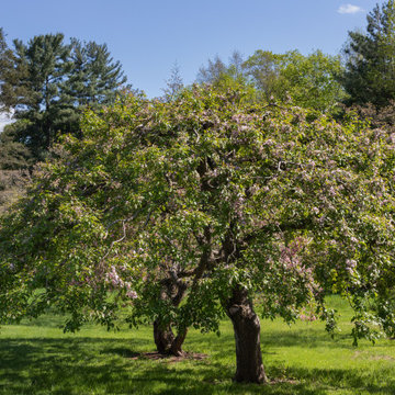 Country Fruit Tree Pruning