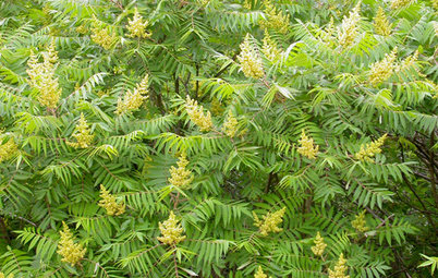 8 Essential Shrubs for Wildlife in the Great Lakes and Midwest
