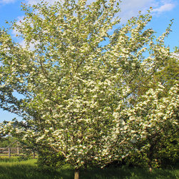 Native Flowering Trees - Products