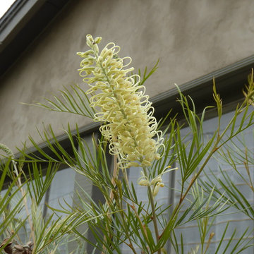 Carpinteria lawn replacement