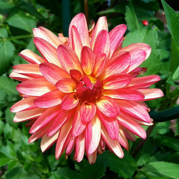 Dahlias