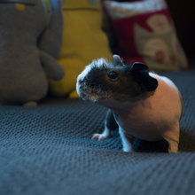 AnimalHouzz