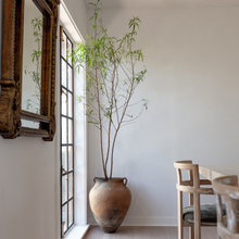 plants