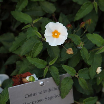 Mediterranean Native Rockrose Sageleaf