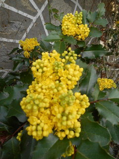 La Plante Du Mois Le Mahonia Ou Faux Houx