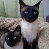 Cheryl Bouchard's photo
