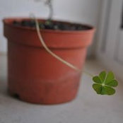 Isabel Faro Coelho's photo