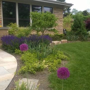 Allium Purple Sensation and Salvia May Night Steal the Show