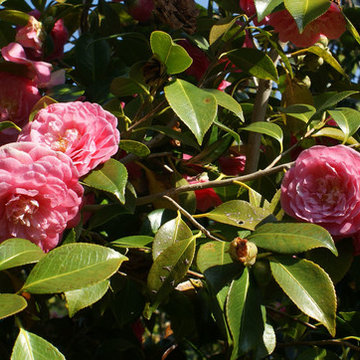 CAMELIAS
