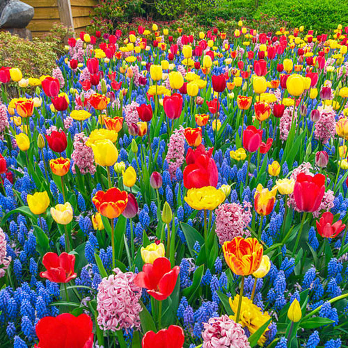 Assorted tulips, grape hyacinths, hyacinths in garden bed by Peter Atkins and Associates
