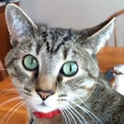 Foto von Susan Catt