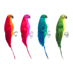 Assorted Parrots - Products