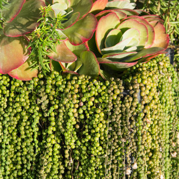 Succulents in pot